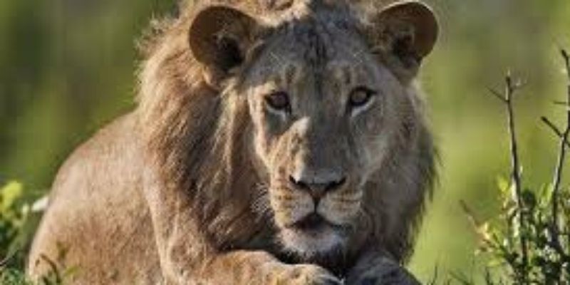 Nigeria : Un homme fait garder sa maison par un lion