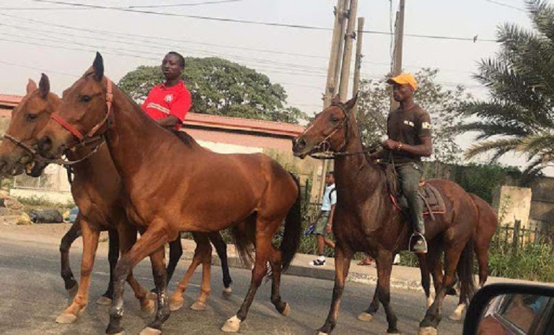 Nigeria : des chevaux comme moyen de transport à Lagos en lieu et place des moto-taxis