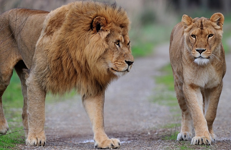 On ne badine pas avec l’amour : une lionne gifle un lion mécontent (vidéo)