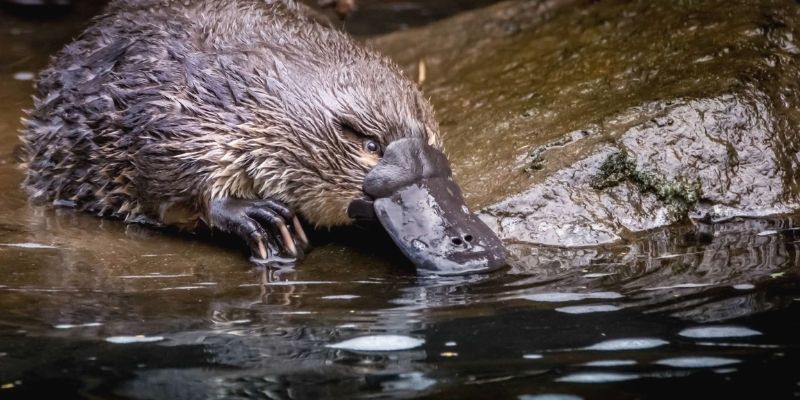 Ornithorynque : cet animal avec un bec de canard et une queue de castor, serait aussi fluorescent