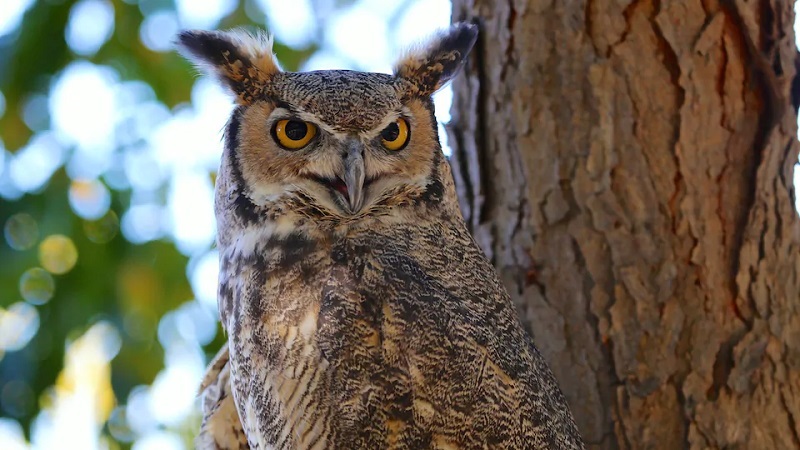 Où se cache le hibou ? Cette  photo rare défie les plus fins observateurs