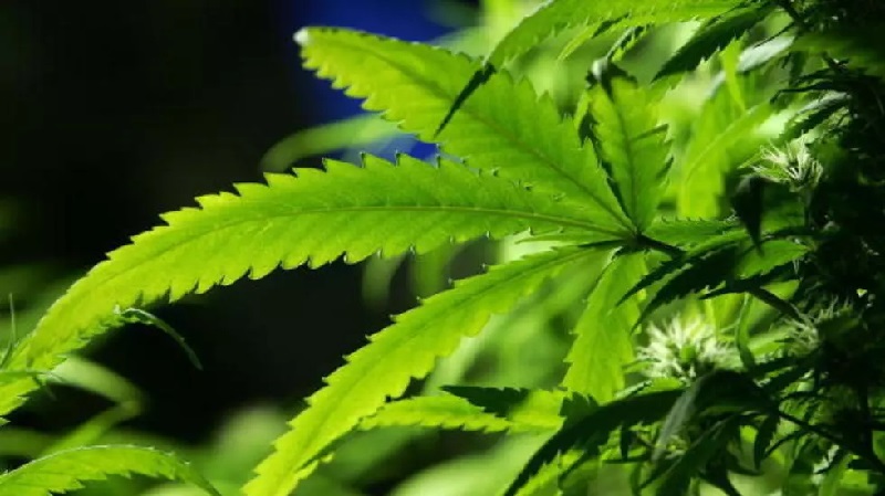 Victime d’une plaisanterie, une famille prépare un plat avec du cannabis et se retrouve à l’hôpital