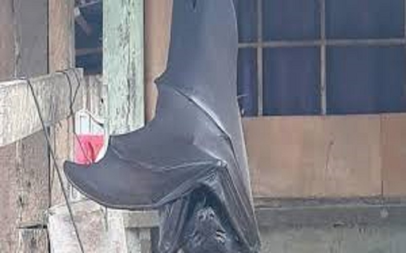 Philippines : l’image d’une chauve-souris « à taille humaine » fait le buzz sur la toile (photo)