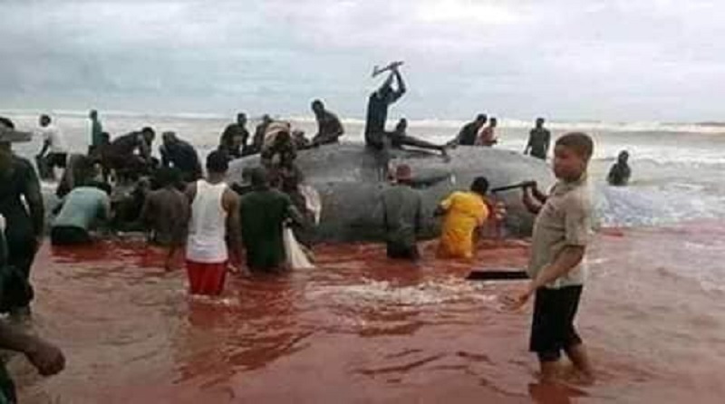 [Photo] Une baleine a eu le malheur d’échouer sur une plage africaine !