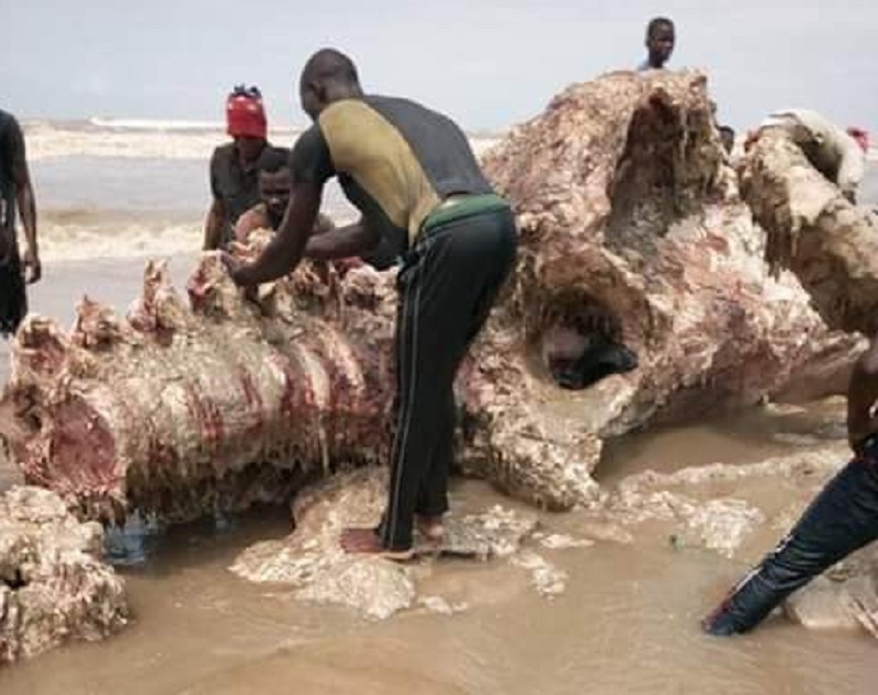 [Photo] Voici le reste de la baleine, 4 jours après son arrivée sur la plage
