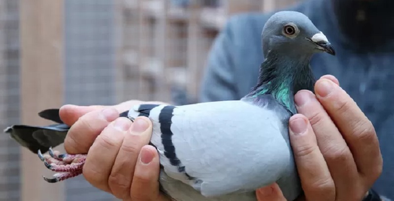 [Photo] Un pigeon vendu à plus d’1 milliard FCFA ; des internautes choqués