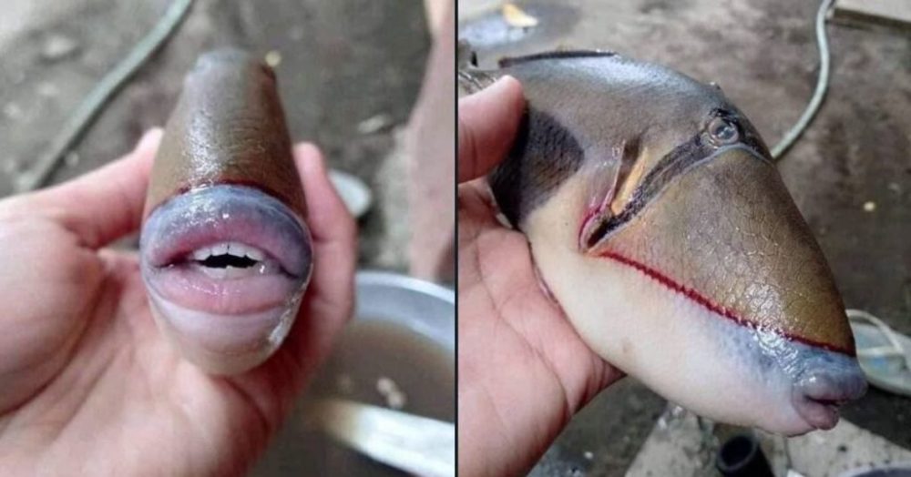Ce poisson avec une bouche humaine intrigue les internautes (Photos)
