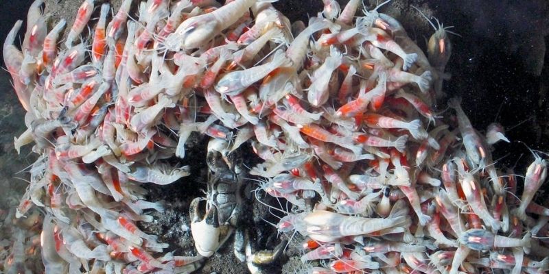 Pourquoi les crevettes migrent-elles ?
