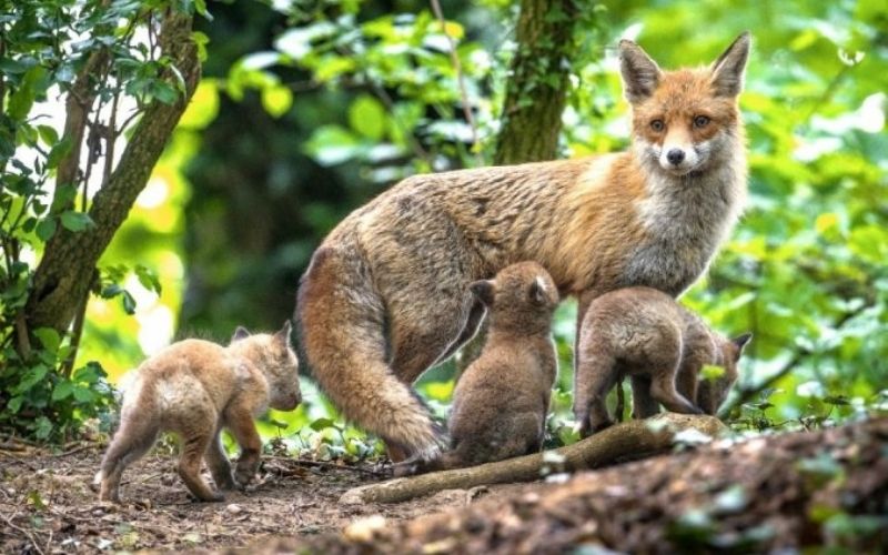 Près de 90% des animaux terrestres courent un grave danger d’ici 2050