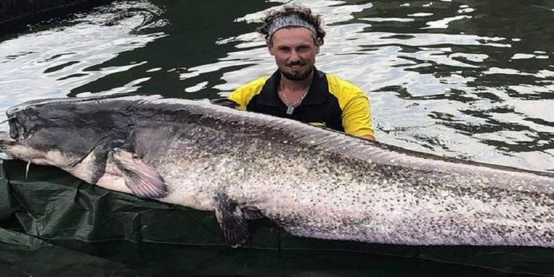Prise exceptionnelle : il pêche un silure de 2,43 mètres et 90 kg dans la Seine (photo)