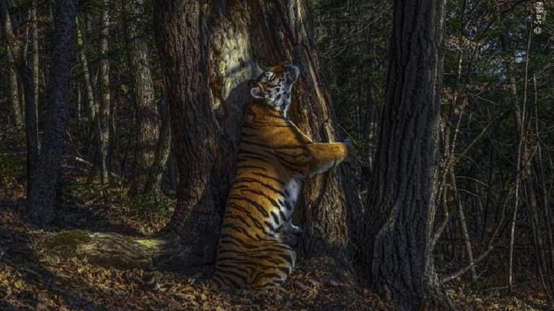 Prix de la meilleure photographie de faune sauvage de l’année : un Russe à l’honneur