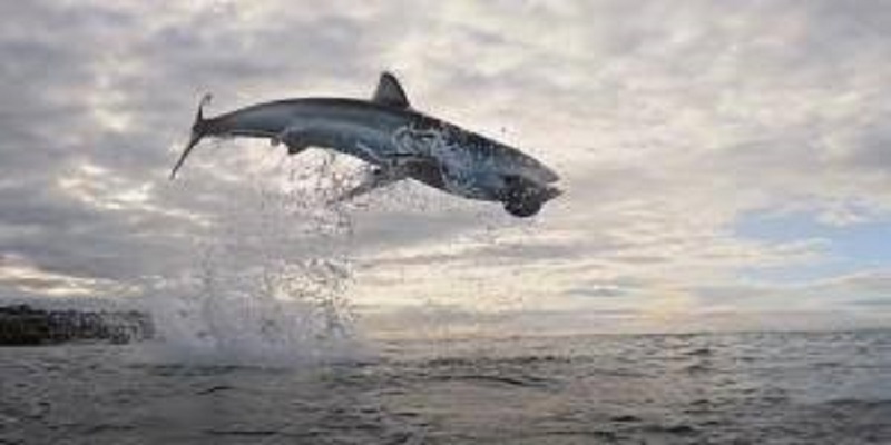 Quand un grand requin blanc s’envole à plus de 4 mètres (vidéo)