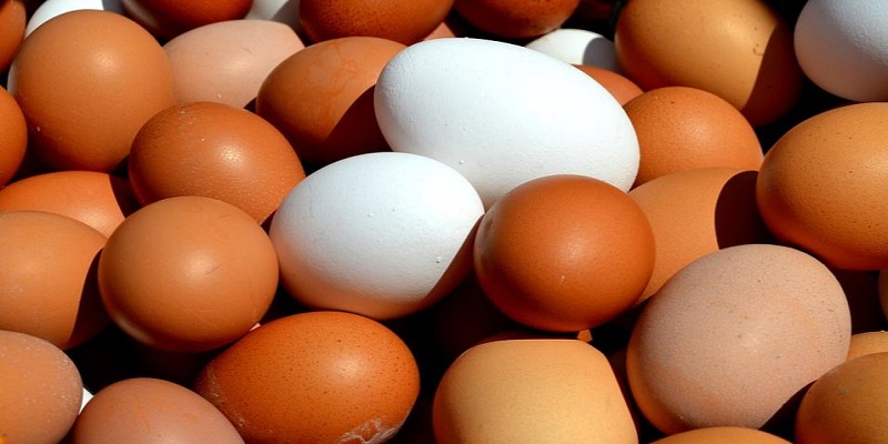 Quelle est la différence entre les œufs blancs et les œufs bruns ?