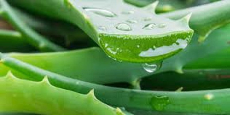Quelques bienfaits épatants de l’Aloe vera à connaître