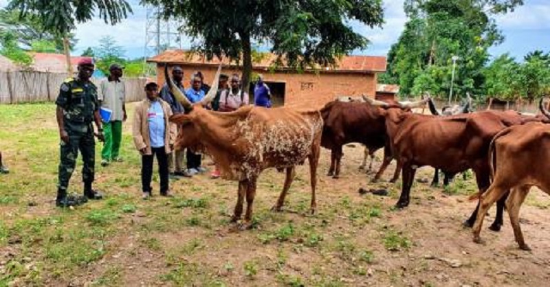 RDC : Les forces armées récupèrent les vaches pillées par des rebelles