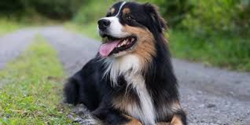 Race, âge, sexe… de quoi dépend la «dangerosité des chiens» ?