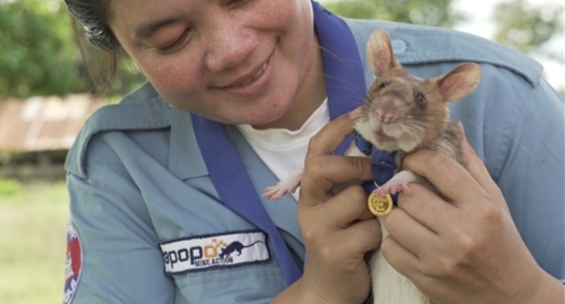 Ce rat africain sauve des vies et reçoit une médaille d’or