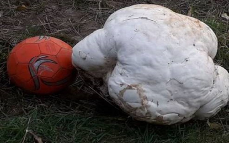 Record du champignon : le plus gros trouvé en France ferait 11 kilos (Photo)