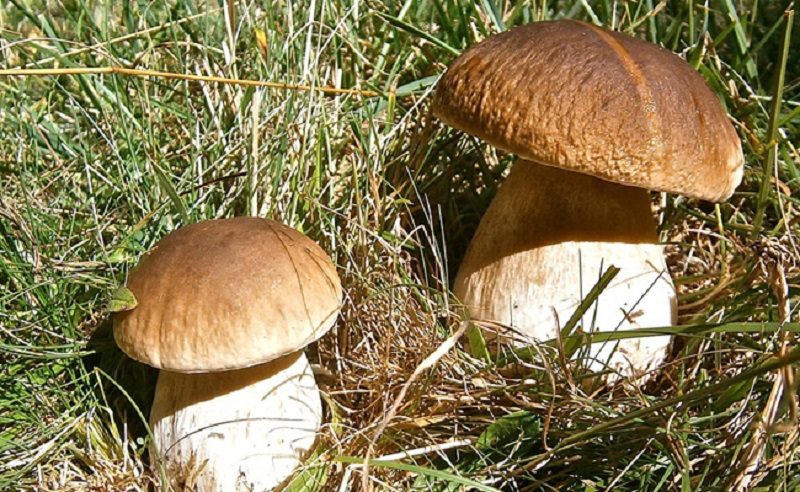 Un remède contre la covid-19 à base de champignon parasite découvert