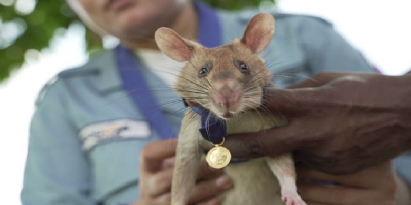 Royaume-Uni / Déminage : un rat aux super pouvoirs primé