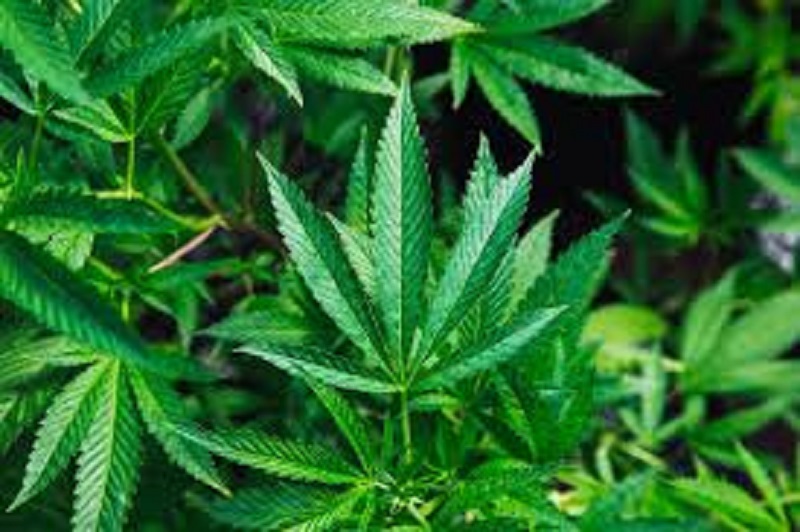 Rwanda : le commerce de cannabis thérapeutique autorisé