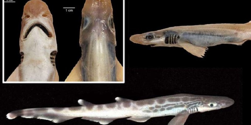 Sans peau ni dents : un requin pêché en mer de Sardaigne intrigue des scientifiques (photos)
