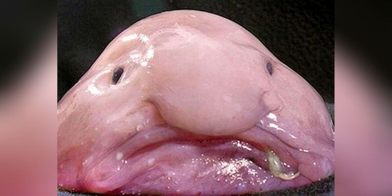 Santé : 5 poissons que les femmes enceintes et allaitantes ne devraient pas manger