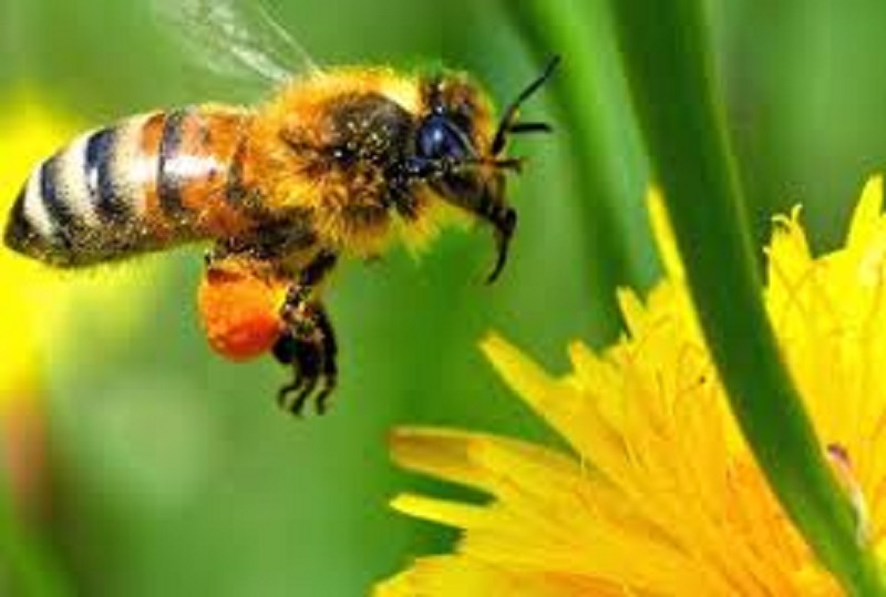 Santé / Cancer du sein : selon des études, le venin d’abeille tue les cellules cancéreuses