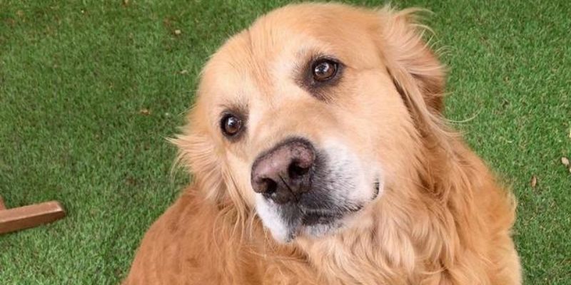 Santé / Chiens diabétiques : le risque encouru par les maîtres