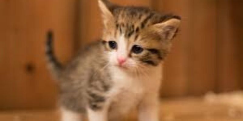 Santé : ces 3 maladies que le chat peut transmettre à l’homme