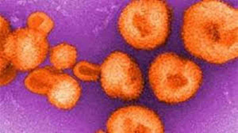 Santé : un nouveau virus inquiète les scientifiques