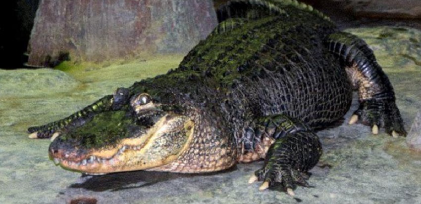 Saturne, le légendaire alligator du zoo de Moscou, est décédé à 84 ans ce week-end