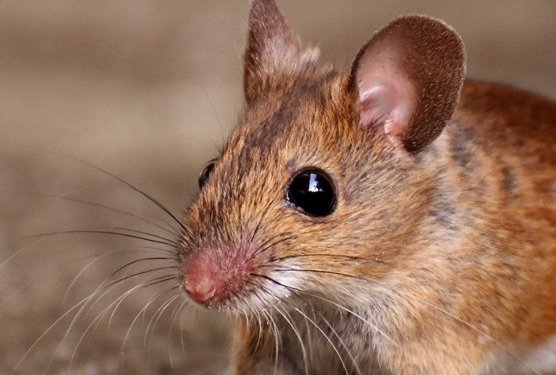 Sciences&Tech / Où va le monde ? : des souriceaux en bonne santé naissent de deux mères (photo)