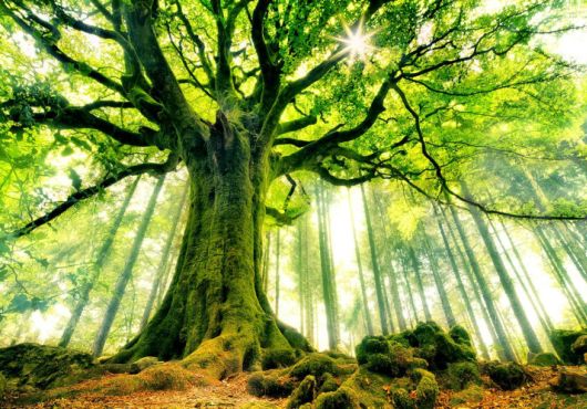 Séance de travail sur l’Inventaire forestier national