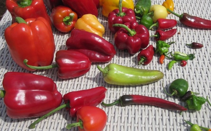 Selon une étude, le piment rallongerait la durée de vie