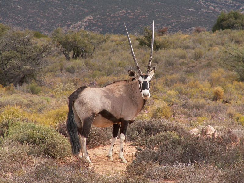 Sénégal : ce ministre soupçonné d’être impliqué dans la mort de gazelles oryx