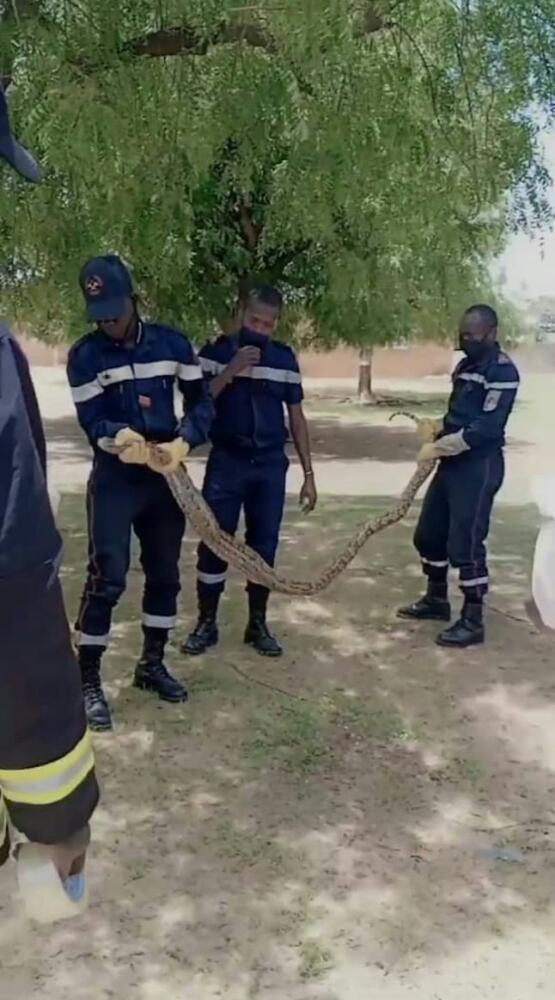 Sénégal : un boa retrouvé dans les toilettes d’une école élémentaire (Photo)