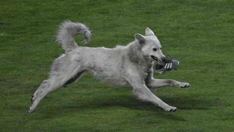 Suisse : quand le chien du Président vient célébrer le but (vidéo)
