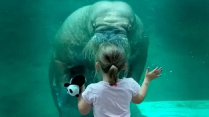 Surprenant, un morse fait un bisou à une fillette à travers une vitre à Pairi Daiza (vidéo)