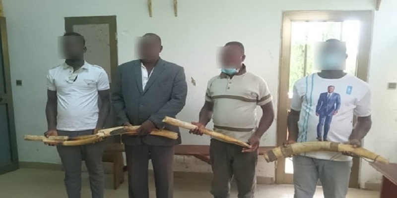 Togo : 4 trafiquants d’ivoire arrêtés
