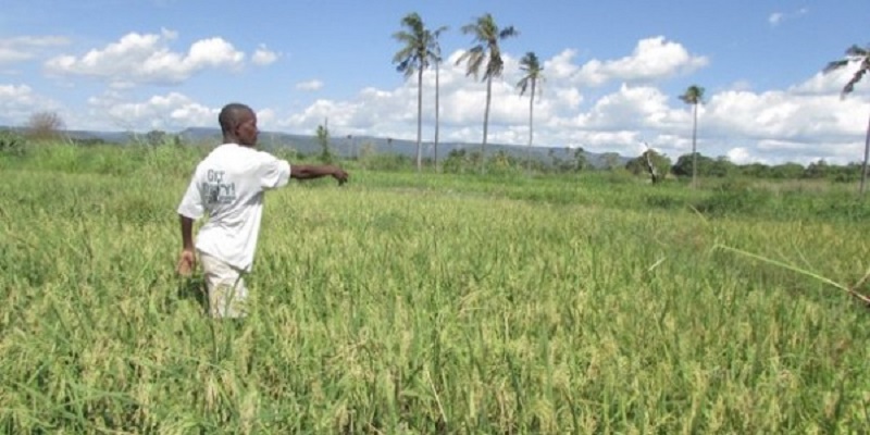 Togo : appel à candidatures pour la formation de jeunes entrepreneurs agricoles