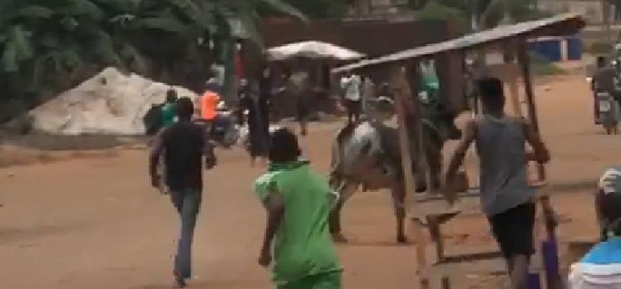 Togo : A Lomé, un bœuf a voulu échapper à son destin de la Tabaski ce vendredi (vidéo)