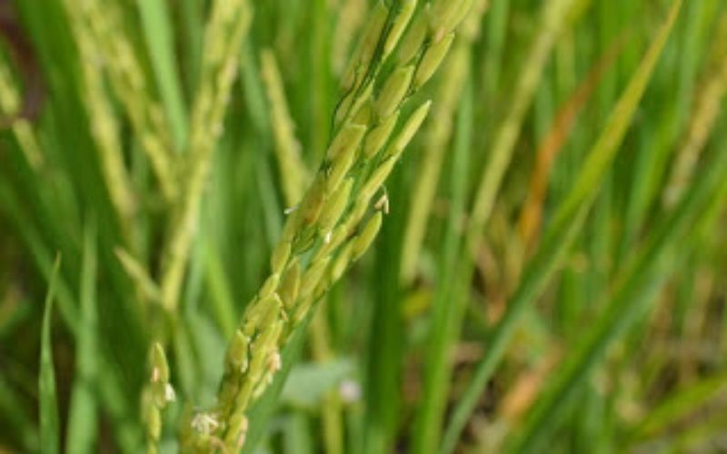Togo / Agriculture : vers un financement du MIFA pour booster la production du riz local dans le Vo