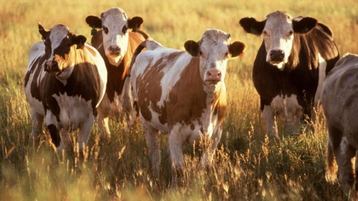 Togo / Elevage : Zoom sur le REMATO (Réseau d’Epidémio-surveillance des Maladies Animales au Togo)