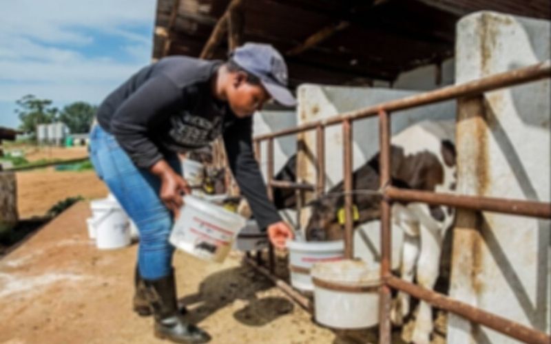 Togo / Elevage : l’apport du PPAAO essentiel pour la reproduction des ovins et des caprins