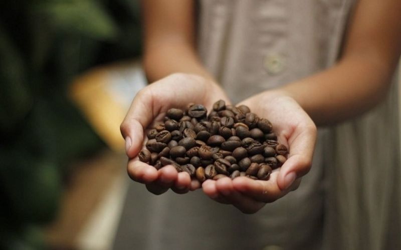 Togo / Exportations : le cacao rayonne, le café pâlit