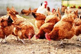 Togo / Grippe aviaire : le gouvernement prend des dispositions pour protéger la production avicole