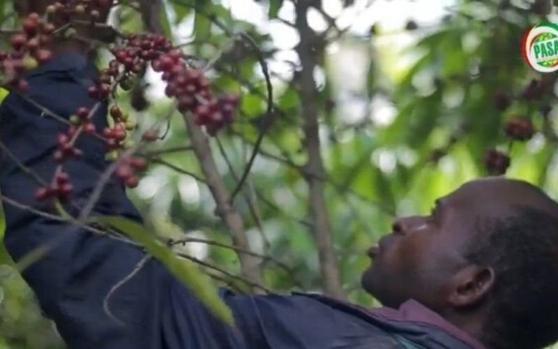 Togo : Kossi Akakpo, « un cas de réussite » dans la filière du cacao