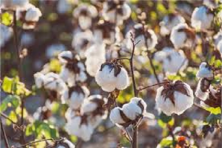 Togo : les producteurs de coton outillés pour améliorer leurs rendements