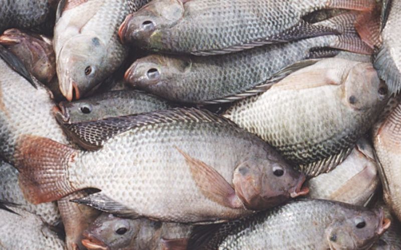 Togo : Lofty Farm, l’entreprise de tilapia qui brave la crise liée au coronavirus